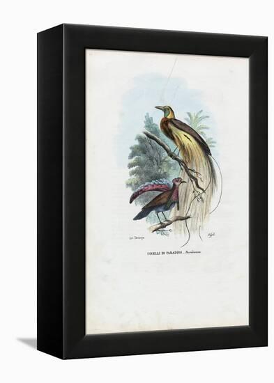 Bird of Paradise, 1863-79-Raimundo Petraroja-Framed Premier Image Canvas