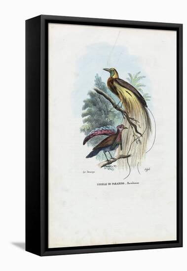 Bird of Paradise, 1863-79-Raimundo Petraroja-Framed Premier Image Canvas