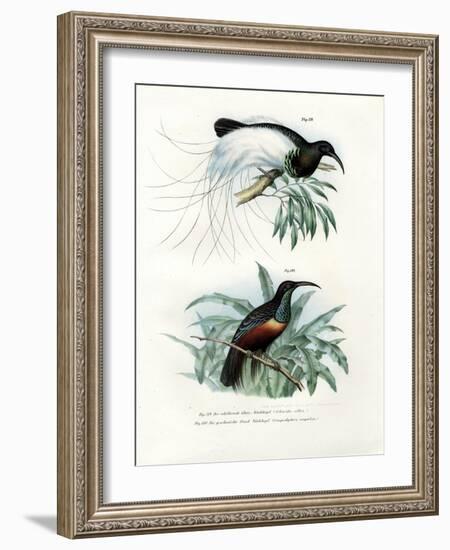 Bird of Paradise, 1864-null-Framed Giclee Print