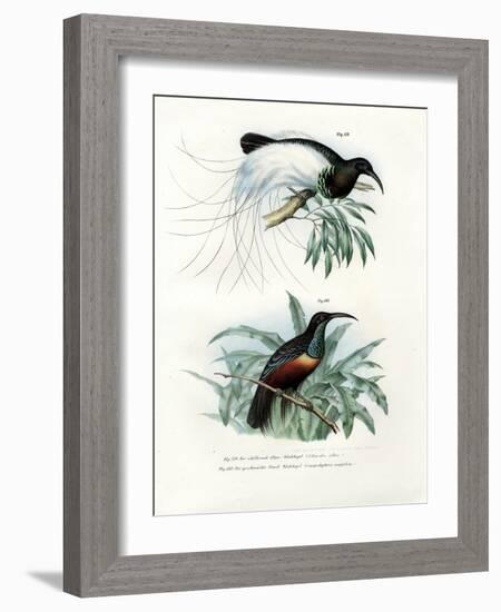 Bird of Paradise, 1864-null-Framed Giclee Print