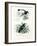 Bird of Paradise, 1864-null-Framed Giclee Print