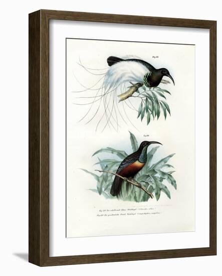 Bird of Paradise, 1864-null-Framed Giclee Print