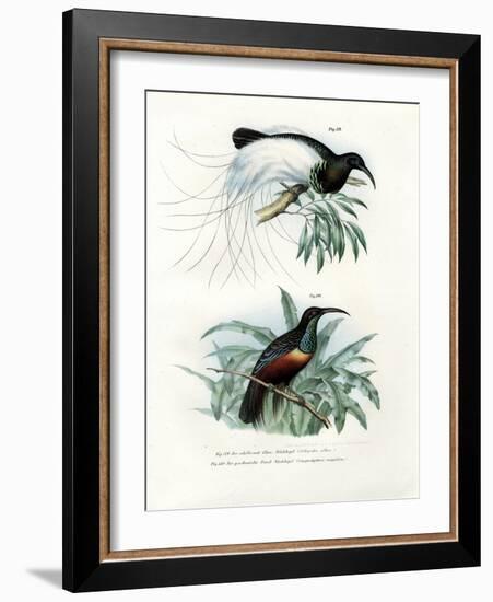 Bird of Paradise, 1864-null-Framed Giclee Print