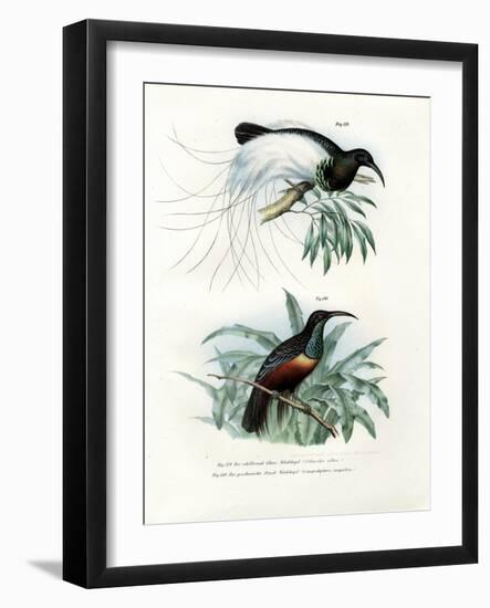 Bird of Paradise, 1864--Framed Giclee Print