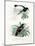 Bird of Paradise, 1864-null-Mounted Giclee Print