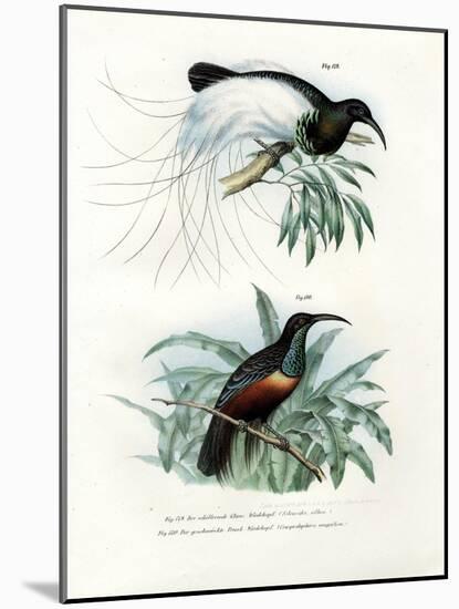 Bird of Paradise, 1864-null-Mounted Giclee Print