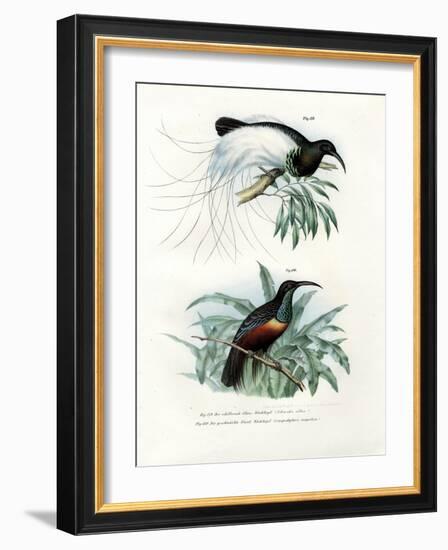 Bird of Paradise, 1864-null-Framed Giclee Print