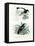 Bird of Paradise, 1864-null-Framed Premier Image Canvas