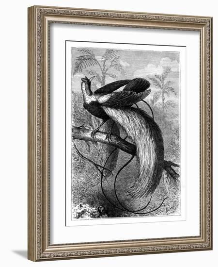 Bird of Paradise, 19th Century-A Mesnel-Framed Giclee Print