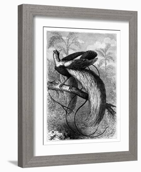 Bird of Paradise, 19th Century-A Mesnel-Framed Giclee Print