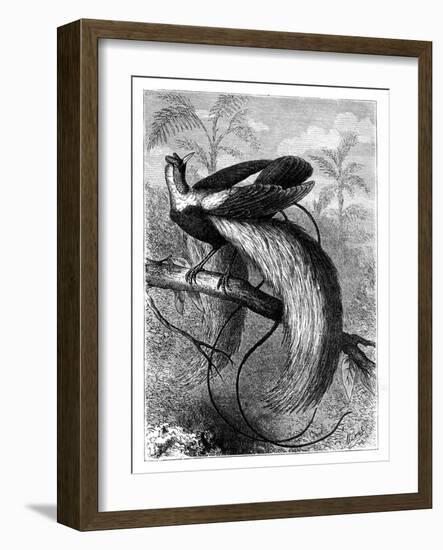 Bird of Paradise, 19th Century-A Mesnel-Framed Giclee Print