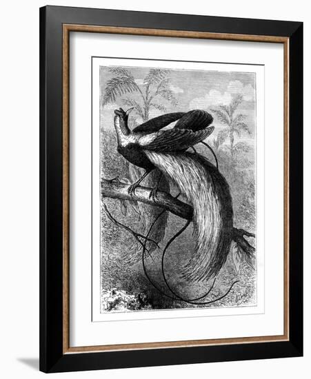 Bird of Paradise, 19th Century-A Mesnel-Framed Giclee Print