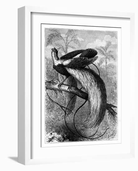 Bird of Paradise, 19th Century-A Mesnel-Framed Giclee Print