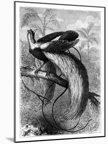 Bird of Paradise, 19th Century-A Mesnel-Mounted Giclee Print