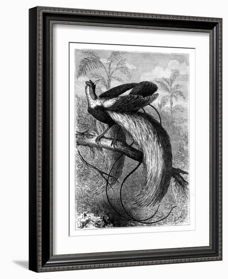 Bird of Paradise, 19th Century-A Mesnel-Framed Giclee Print