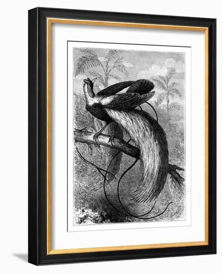 Bird of Paradise, 19th Century-A Mesnel-Framed Giclee Print