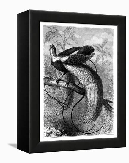 Bird of Paradise, 19th Century-A Mesnel-Framed Premier Image Canvas