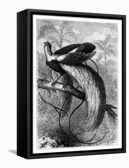 Bird of Paradise, 19th Century-A Mesnel-Framed Premier Image Canvas