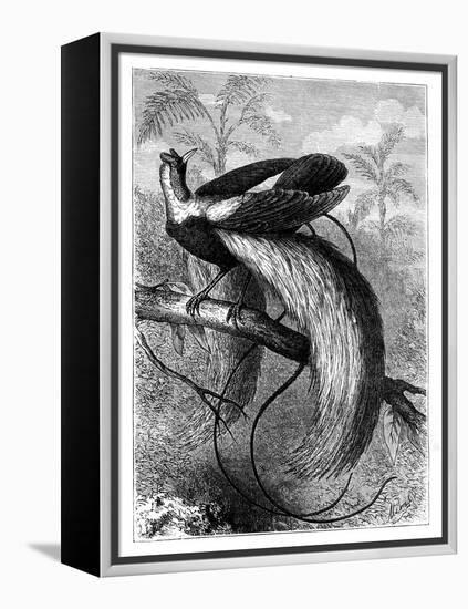 Bird of Paradise, 19th Century-A Mesnel-Framed Premier Image Canvas