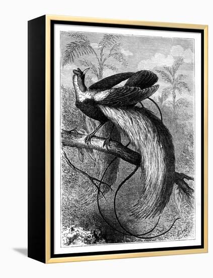 Bird of Paradise, 19th Century-A Mesnel-Framed Premier Image Canvas