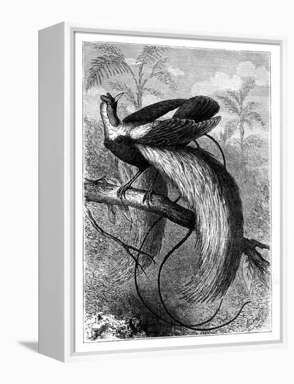 Bird of Paradise, 19th Century-A Mesnel-Framed Premier Image Canvas