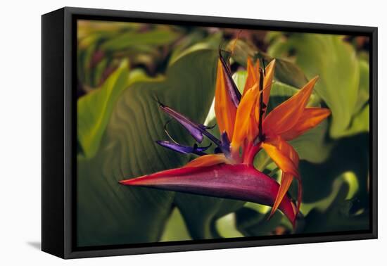 Bird of Paradise Blooming on the Garden Isle, Kauai, Hawaii, USA-Jerry Ginsberg-Framed Premier Image Canvas