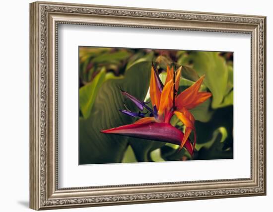 Bird of Paradise Blooming on the Garden Isle, Kauai, Hawaii, USA-Jerry Ginsberg-Framed Photographic Print