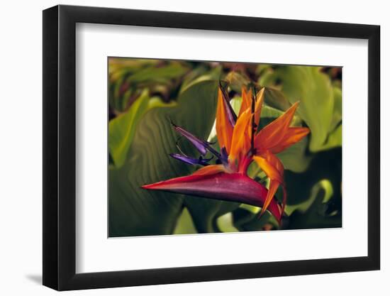 Bird of Paradise Blooming on the Garden Isle, Kauai, Hawaii, USA-Jerry Ginsberg-Framed Photographic Print