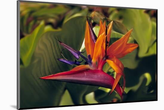 Bird of Paradise Blooming on the Garden Isle, Kauai, Hawaii, USA-Jerry Ginsberg-Mounted Photographic Print