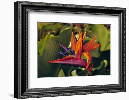 Bird of Paradise Blooming on the Garden Isle, Kauai, Hawaii, USA-Jerry Ginsberg-Framed Photographic Print