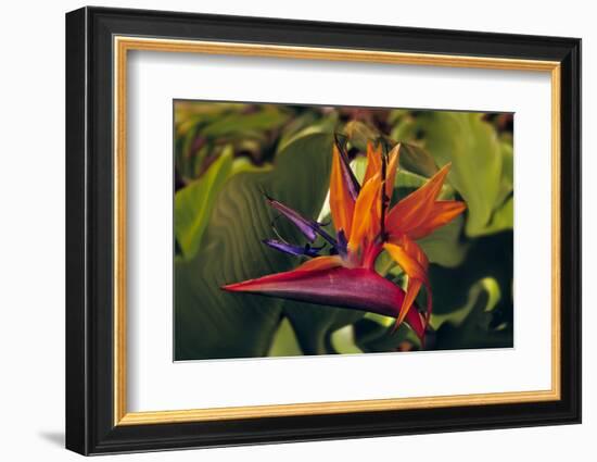 Bird of Paradise Blooming on the Garden Isle, Kauai, Hawaii, USA-Jerry Ginsberg-Framed Photographic Print