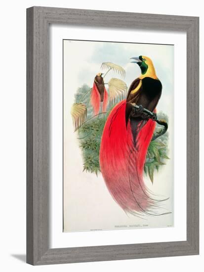 Bird of Paradise, Engraved by T. Walter-John Gould-Framed Giclee Print