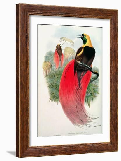 Bird of Paradise, Engraved by T. Walter-John Gould-Framed Giclee Print