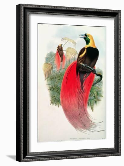 Bird of Paradise, Engraved by T. Walter-John Gould-Framed Giclee Print