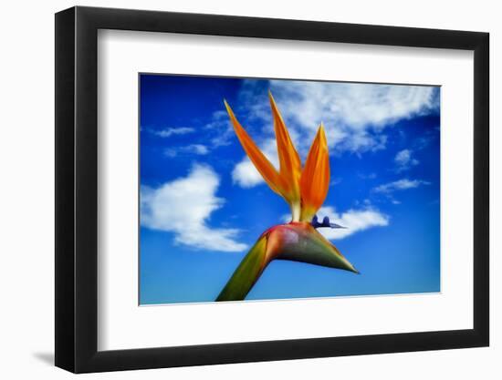 Bird of Paradise flower or Strelitzia reginae, Costa del Sol, Malaga Province, Andalucia, Spain-Panoramic Images-Framed Photographic Print