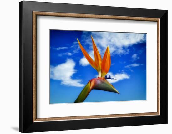 Bird of Paradise flower or Strelitzia reginae, Costa del Sol, Malaga Province, Andalucia, Spain-Panoramic Images-Framed Photographic Print