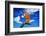 Bird of Paradise flower or Strelitzia reginae, Costa del Sol, Malaga Province, Andalucia, Spain-Panoramic Images-Framed Photographic Print