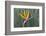 Bird of Paradise flower (Strelitzia reginae), Kirstenbosch, Cape Town, South Africa, Africa-G&M Therin-Weise-Framed Photographic Print