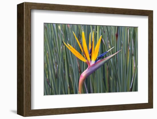 Bird of Paradise flower (Strelitzia reginae), Kirstenbosch, Cape Town, South Africa, Africa-G&M Therin-Weise-Framed Photographic Print