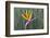 Bird of Paradise flower (Strelitzia reginae), Kirstenbosch, Cape Town, South Africa, Africa-G&M Therin-Weise-Framed Photographic Print