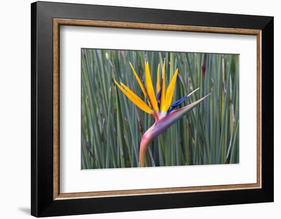 Bird of Paradise flower (Strelitzia reginae), Kirstenbosch, Cape Town, South Africa, Africa-G&M Therin-Weise-Framed Photographic Print