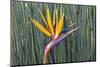 Bird of Paradise flower (Strelitzia reginae), Kirstenbosch, Cape Town, South Africa, Africa-G&M Therin-Weise-Mounted Photographic Print