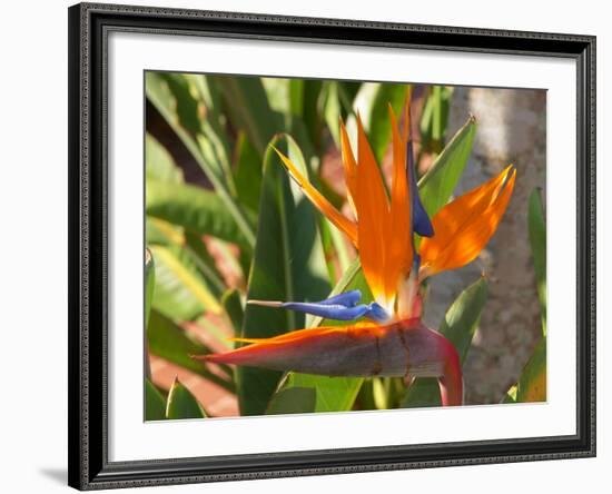 Bird-of-Paradise Flower, Sunshine Coast, Queensland, Australia-David Wall-Framed Photographic Print