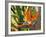 Bird-of-Paradise Flower, Sunshine Coast, Queensland, Australia-David Wall-Framed Photographic Print