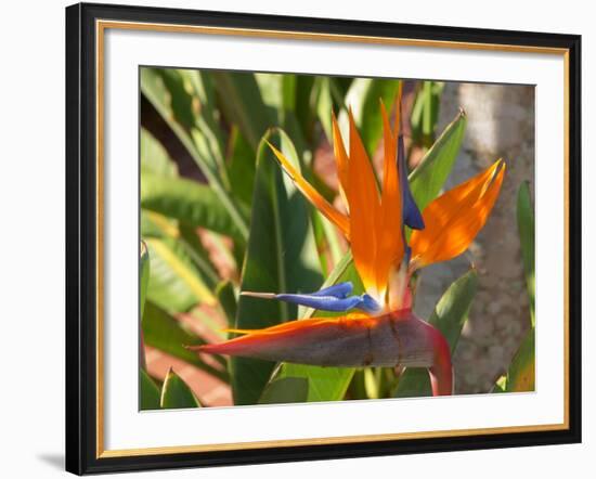 Bird-of-Paradise Flower, Sunshine Coast, Queensland, Australia-David Wall-Framed Photographic Print