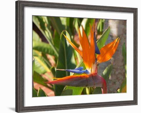 Bird-of-Paradise Flower, Sunshine Coast, Queensland, Australia-David Wall-Framed Photographic Print