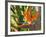 Bird-of-Paradise Flower, Sunshine Coast, Queensland, Australia-David Wall-Framed Photographic Print