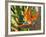 Bird-of-Paradise Flower, Sunshine Coast, Queensland, Australia-David Wall-Framed Photographic Print