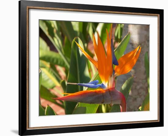 Bird-of-Paradise Flower, Sunshine Coast, Queensland, Australia-David Wall-Framed Photographic Print