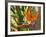 Bird-of-Paradise Flower, Sunshine Coast, Queensland, Australia-David Wall-Framed Photographic Print